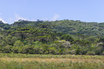 Fototapeta na wymiar Araucaria angustifolia forest at Itaimbezinho Canyon