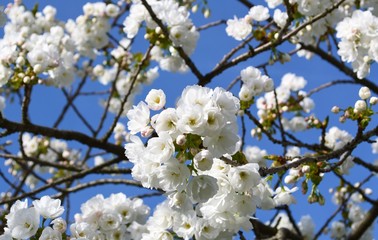 Colourful Spring blossom against a blue sky.