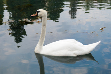 Fototapeta premium White mute swan is swimming on the Lake