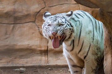 Image of a white tiger on nature background. Wild Animals.