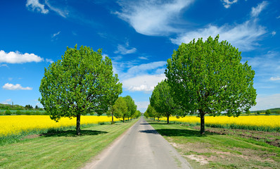 Lindenalle durch Rapsfelder unter blauem Himmel im Frühling