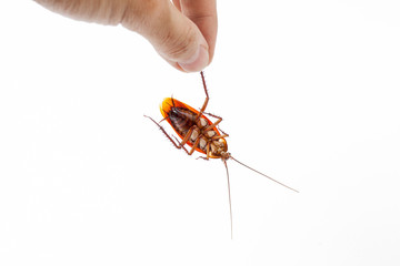 Dead cockroaches white background