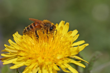 Honey bee working on dandelion flower