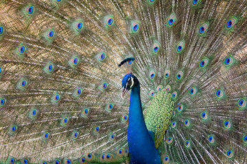 Obraz premium Image of a peacock showing its beautiful feathers. wild animals.