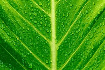Drop on leaves after the rain looks wet on wayside