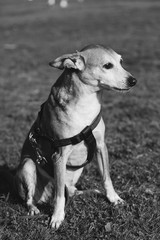 Obraz na płótnie Canvas Pinscher Dog Lawn Portrait