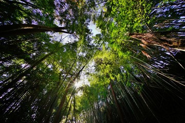 竹林