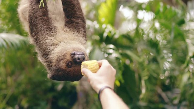 Human hand feeding sloth with corn in the zoo in national park in Thailand