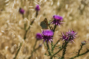 butterfly landed on the thistle flower in rural field