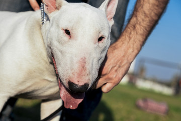 Bull Terrier Dog Park Portrait