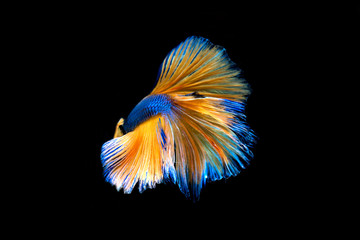 Capture the moving moment of white siamese fighting fish isolated on black background. Betta fish