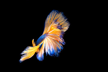 Capture the moving moment of white siamese fighting fish isolated on black background. Betta fish