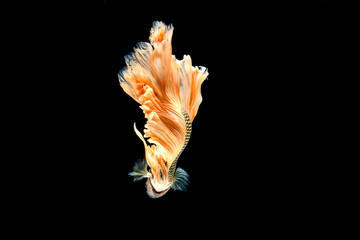Fototapeta na wymiar Capture the moving moment of white siamese fighting fish isolated on black background. Betta fish