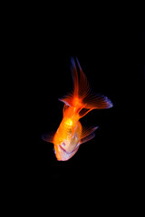 Fototapeta na wymiar Goldfish in black background