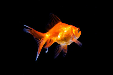 Goldfish in black background