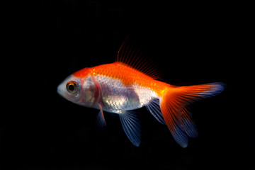 Goldfish in black background