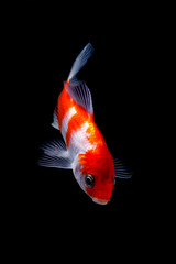Koi fish isolated on black background