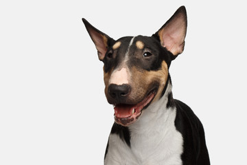 Close-up Portrait of Happy Bull Terrier Dog smile on isolated White background, front view