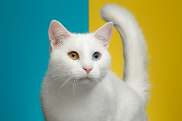 Fototapeta na wymiar Portrait of Pure White Cat with odd eyes and tail on bright Blue and Yellow Background, front view
