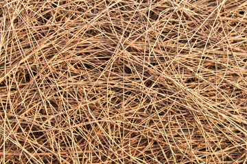 Dried pine leaf background