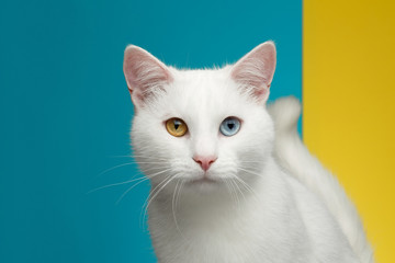 Portrait of Pure White Cat with odd eyes and tail on bright Blue and Yellow Background, front view