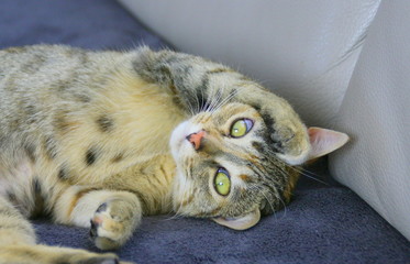adorable chat européen,portraitdrôle et tendre