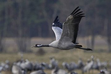 Common crane (Grus grus)