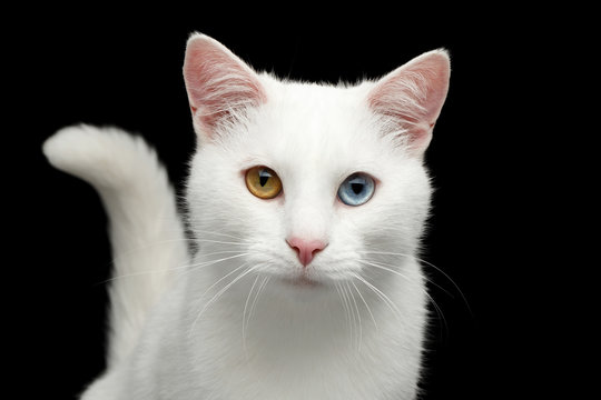 Portrait of Pure White Cat with odd eyes and tail on Isolated Black Background, front view