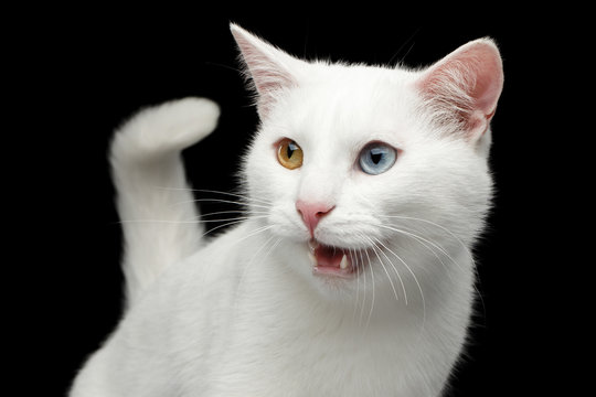 Portrait of Pure White Cat with odd eyes and tail, meowing on Isolated Black Background, front view