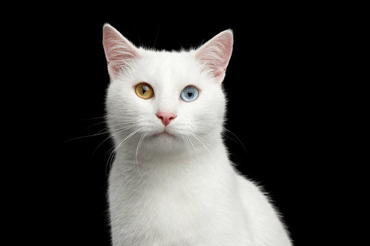 Portrait of White Cat with odd eyes on Isolated Black Background