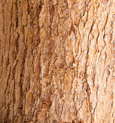 Obraz premium tree texture