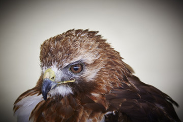 Red tailed Hawk