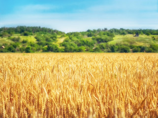 Wheat field and trees