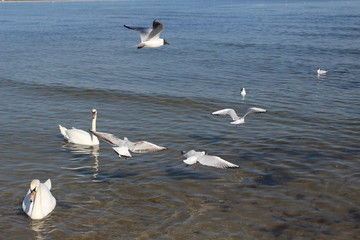 Blackheaded gull on the beach, seagull and swan an the beach, birds on the sea, pier on the sea, pier, sea, swan, sunny day on the beach, sunny say on the sea, baltic sea, 