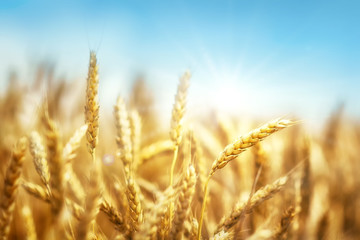 Wheat and sun