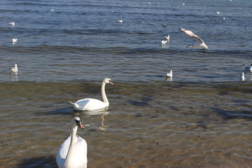 Blackheaded gull on the beach, seagull and swan an the beach, birds on the sea, pier on the sea, pier, sea, swan, sunny day on the beach, sunny say on the sea, baltic sea, 