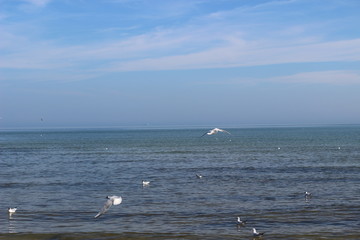 Blackheaded gull on the beach, seagull and swan an the beach, birds on the sea, pier on the sea, pier, sea, swan, sunny day on the beach, sunny say on the sea, baltic sea, 