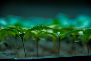Marijuana seedlings 
