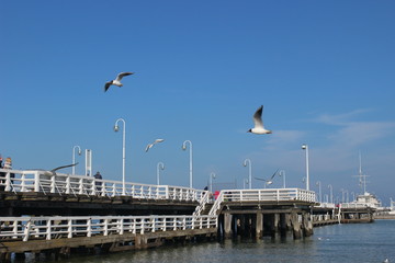 Blackheaded gull on the beach, seagull and swan an the beach, birds on the sea, pier on the sea, pier, sea, swan, sunny day on the beach, sunny say on the sea, baltic sea, 