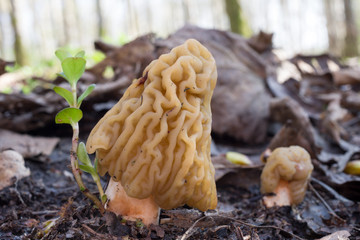 Pair of early false morel with young foliage plant