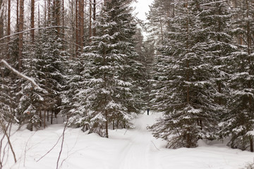 Fototapeta premium winter forest