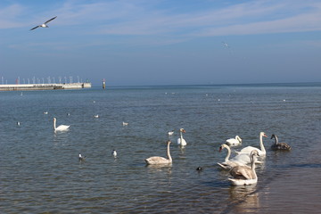 Blackheaded gull on the beach, seagull and swan an the beach, birds on the sea, pier on the sea, pier, sea, swan, sunny day on the beach, sunny say on the sea, baltic sea, 