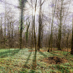 sunbeams behind trees