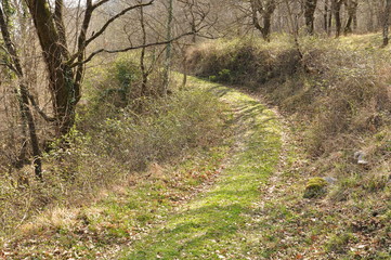 grass road in the woods