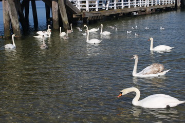Blackheaded gull on the beach, seagull and swan an the beach, birds on the sea, pier on the sea,...