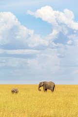 Elephant with calf in the savanna