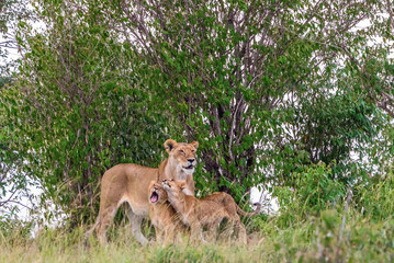 Lions with cubs in a grove of trees
