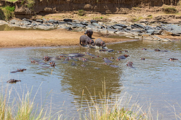 Fototapeta premium Hippos bathing in the Mara River