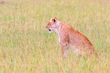 Lioness sitting in the grass of the savannah