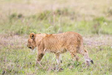 Lonely Lion Cub walking in the grass on the African savannah